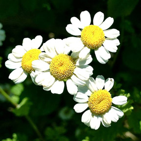 CLEAR HEAD - ČISTA GLAVA CLEAR HEAD - ČISTA GLAVA