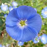 ENDEARING REMEMBRANCE ENDEARING REMEMBRANCE